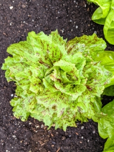 This is a beautiful head of radicchio – a perennial cultivated form of leaf chicory sometimes known as Italian chicory. It is grown as a leaf vegetable. Radicchio has a bitter and spicy taste which mellows if it is grilled or roasted.