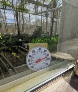 The ideal temperature inside the greenhouse is around 85-degrees Fahrenheit to keep all the vegetables growing their best. We have a large thermometer at the entrance to the structure, so the temperature can be checked easily several times a day.