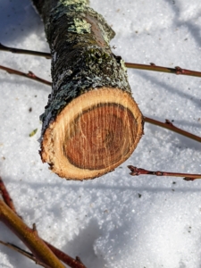 It is also crucial to always use sharp tools whenever pruning so that the cuts are clean. Dull tools are difficult to use and could even damage the tree. A straight, clean-cut promotes quick healing of the wound and reduces stress on the specimen.