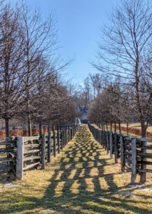 We've had several days of mild, spring-like weather here at my farm. This is a photo of the upper Linden Allee between the horse paddocks. At the end is the carriage road leading to my home.