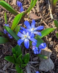 Chionodoxa, known as glory-of-the-snow, is a small genus of bulbous perennial flowering plants in the family Asparagaceae, subfamily Scilloideae, often included in Scilla. The blue, white or pink flowers appear early in the year making them valuable garden ornamentals.