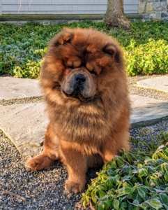 Here’s my handsome Chow Chow Emperor Han, watching the birds from the terrace outside my Winter House kitchen. My dogs are very healthy. Look at Han’s coat – it’s so thick and abundant. My dogs’ good health and appearance are due, in part, to the food they eat. I love cooking for my dogs because I know exactly what they’re getting.