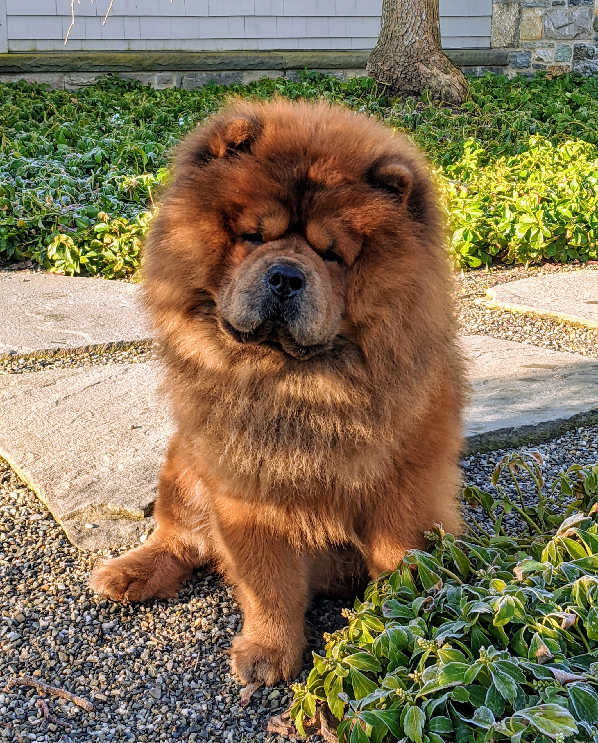 Best dog food outlet for chow chow puppy