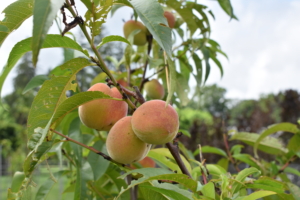Some of the peach varieties in this orchard include ‘Garnet Beauty’, ‘Lars Anderson’, ‘Polly’, ‘Red Haven’, and ‘Reliance’. Peach trees thrive in an area where they can soak up the sunshine throughout the day. Peach trees prefer deep sandy well-drained soil that ranges from loam to clay loam.