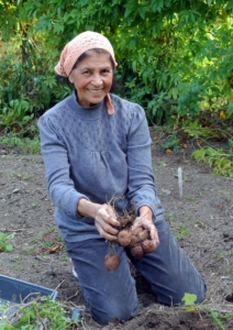 Laura also got her hands dirty picking potatoes - she loved to do so many things.