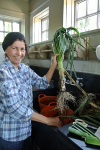 Every summer, Laura helped harvest vegetables from the garden. Here she is cleaning one of the beautiful leeks.