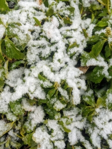 The pachysandra is almost unrecognizable under this thin coating of white.
