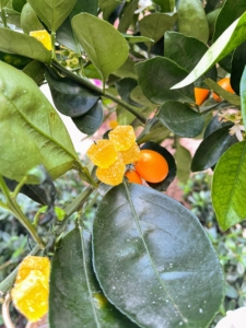 The space was surrounded by palms and gummy-filled citrus trees, where guests could "pick their own" delights - these are kumquat flavored gummies.
