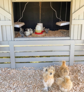 As part of the set-up, the floor is lined with wood shavings, the chick feeders are filled with organic feed, the water receptacles are filled with cool, fresh water, and the special heat lamps are in place.