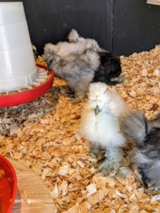 Silkies have docile natures and tend to be less rowdy than other breeds. These chicks love peeping and walking around their new coop - it didn't take them long to learn how to use their ramps.