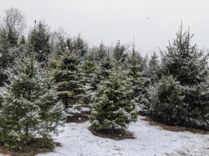 This is a picture of my field of Christmas trees – they have all grown so much! They were all just little saplings when I planted them 13-years ago. I planted a total of 640 Christmas trees in this field – White Pine, Frasier Fir, Canaan Fir, Norway Spruce, and Blue Spruce.