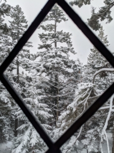 This view is through a leaded window in the dining room looking out onto the high tops of the spruce trees.