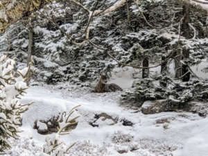 A doe rests beneath the evergreen boughs - she doesn't seem to mind the cold one bit.
