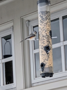 Many birds prefer tube feeders – hollow cylinders with multiple feeding ports and perches. Tube feeders attract small perching birds such as finches, goldfinches, titmice, and chickadees.