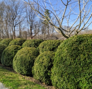 Here is the boxwood that surrounds my herbaceous peony bed – now completely uncovered. Removing the burlap changes the entire appearance of the area and reveals what we hope for every year – green, healthy boxwood. What a gorgeous time of year.