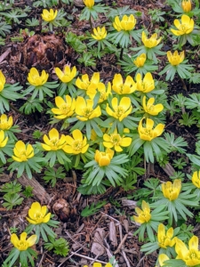 Winter aconite produces such cheerful yellow flowers that appear in late winter or earliest spring. And, they are deer resistant.