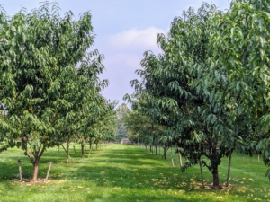 And here are some of the peach trees last year. These trees have performed wonderfully and are so prolific - we had so many delicious peaches to enjoy last summer.
