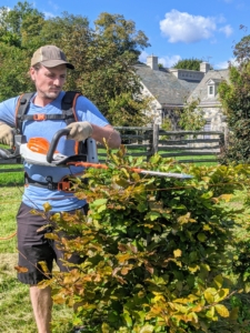 Ryan trims the young European beech trees with the battery powered hedge trimmer - they made this early fall job easy and fast.