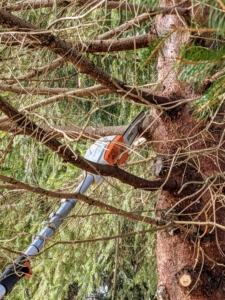 Here, Pasang uses the telescoping pole pruner to prune high branches. These tools can cut branches up to 16 feet above the ground.