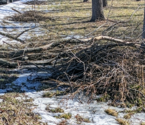 After pruning and grooming various trees, branches are also left in neat and tidy piles close to the roads, so they can be picked up at a later time and chipped – everything is returned to the earth, organically and efficiently.