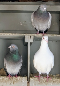 Some of the pigeons watch from their nearby nesting boxes. Pigeons mate for life and both female and male pigeons share the responsibility of caring for and raising their young.