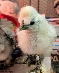 If you’re unfamiliar with Silkies, they were originally bred in China. Silkie chickens are known for their characteristically fluffy plumage said to feel silk- or satin-like to the touch.