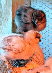 Silkies grow a bit slower than other chicken breeds and shouldn't be outside until they have all their feathers and have lost all their fuzz.