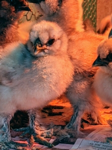 And, Silkies have extra toes, a genetic condition called polydactylly. Most chickens normally have four toes - a few breeds have five, Silkies among them.