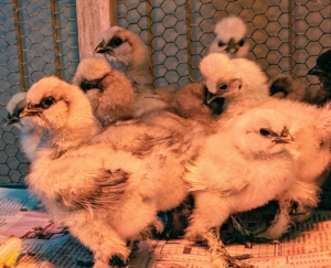 As soon as the chicks are able to walk, they're up and about and playing and interacting with each other. They also peck at each other playfully. There are eight Silkie color varieties accepted by the American Poultry Association. They include black, blue, buff, gray, partridge, splash, and white.