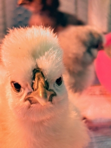 These babies are so alert. In January, I attended the 2022 Northeastern Poultry Congress - a poultry show held every year in Springfield, Massachusetts. The event features more than 2500 birds, including large fowl, waterfowl, turkeys, pigeons, Guineas, and of course, a variety of wonderful breed chickens. While there, I purchased a group of chickens and some eggs. 11 healthy chicks hatched - all in special incubators set up in my Stable feed room.