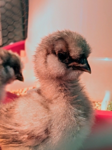 Here is one of the gray Silkie chicks – notice, Silkies have black eyes.