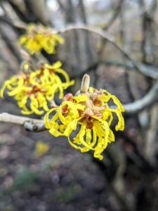 Most species bloom from January to March and display beautiful spidery flowers that let off a slightly spicy fragrance. Some of the varieties I grow here at my farm include hybrids Hamamelis x intermedia ‘Feuerzauber', 'Diane', 'Jelena', 'Old Copper', and Hamamelis japonica 'Superba'.
