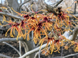 Witch hazel will grow in one of six basic shapes – upright, vase-shaped, oval or rounded, spreading, horizontal or weeping.