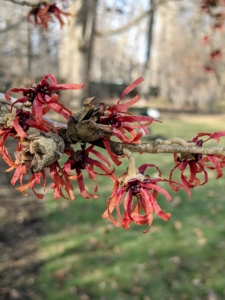 Witch hazel leaves, bark and twigs are used to make lotions and astringents for treating certain skin inflammations and other irritations. Japanese witch hazel, Hamamelis japonica, has showy yellow or red flowers.