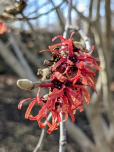 Wildlife also appreciate witch hazel – leaves are an important food source for native insects and many native birds and animals eat the seeds that follow the flowers in the winter.