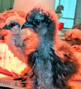 Silkies also have black skin, along with black muscles and bones, and dark beaks, combs, and wattles.