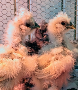 Silkies are adaptable, playful, and friendly. And, they are naturally more calm than most other breeds.