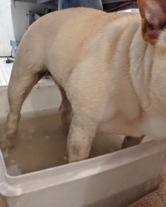 When it's time for the Frenchies, all four legs can fit comfortably in the bin of water. Creme's feet are also quite muddy - look at the water.