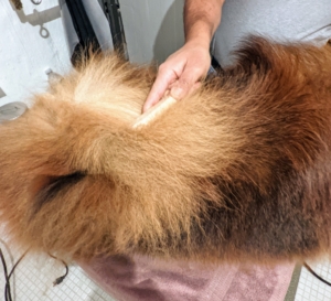 A Chow Chow has a thick double coat which should be brushed often to remove all the dead hairs. Another distinctive feature of this breed is the curly tail. The tail has thick hair and lies curled over its back.