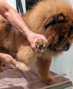 Emperor Han is next. Han loves the grooming table and will jump up on the table himself. Carlos is brushing underneath Han, making sure to get his armpits, stomach, and inner thighs where mats can form.