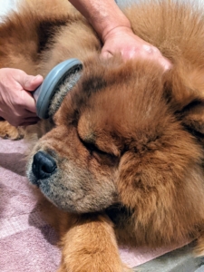 When brushing, it’s also a good idea to hold the coat with one hand, while brushing with the other, so the hairs are not pulled – this makes it a more enjoyable experience for the dog. During this time, Carlos inspects the skin for any scratches, irritations, or signs of allergies.