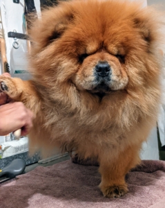 Qin is so comfortable on the table. She is a champion show dog, so she is very accustomed to this grooming routine. Carlos brushes her arms and paws. It is important to brush down to the skin to ensure any mats that have formed are completely removed.