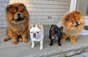 Here are all my freshly groomed canines - happy, and once again guarding their domain, or patiently waiting for a visitor to play with them. I've been away on business the last few days, but I'll see you very soon my dear doggies.