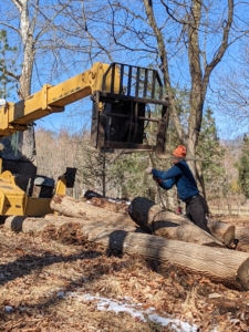 On this day, the outdoor grounds crew is moving the big, heavy logs in the woodland. These ash trees were cut down last year because of a great infestation of Emerald Ash Borer disease that has killed many ash trees in the region.