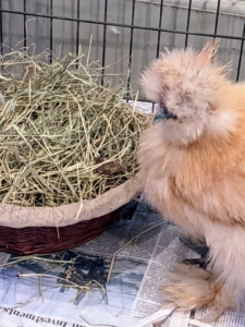 Remember these adolescent Silkies I brought home from the same show? These four are doing very well. We put a basket in the pen for the hens. Hopefully, they will start to lay some eggs soon.