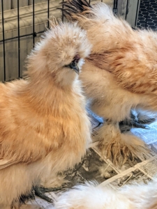 Silkie hens or pullets generally mature around eight to 10 months and cockerels about 10 to 12 months. They hit their full size around four or five months and get their first real adult set of feathers about this time as well.