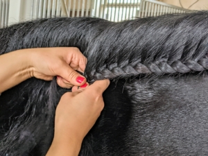 She braids it tight and close to the top of the neck. Braiding a horse's mane or tail dates back centuries. When horses became the primary mode of transportation, braiding or plaiting their mane was a way to prevent it from getting tangled up or ensnared in the soldier's musket. Now, it is done as part of grooming and for show.