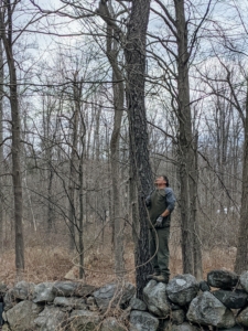 Some individuals are very lucky to never get a reaction from poison ivy. Pete is one of them. Here he is pulling down some of the dormant poison ivy vines from the trees. Use caution when doing this - even in the winter when the plants are dormant, they are still toxic!