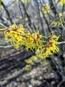 Witch hazel is a genus of flowering plants in the family Hamamelidaceae. There are four types of witch hazel – Hamamelis virginiana, Hamamelis vernalis, Hamamelis japonica, and Hamamelis mollis. All of these produce flowers with strap-like crumpled petals. Hamamelis mollis, or Chinese witch hazel, is the most fragrant of all the species. Chinese witch hazel begins blooming as early as January and has buttery yellow petals and clear yellow fall foliage.