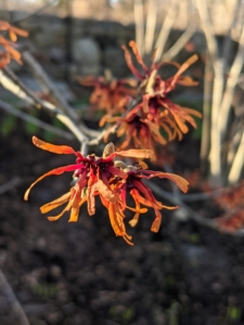 Each cluster has about 11 to 12 petals, four per flower. Most varieties reach 10 to 20 feet high and wide at maturity, witch hazels can be kept smaller with pruning once they are finished blooming.